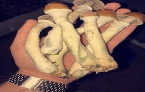 Buy Magic Mushrooms Online